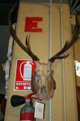 Trofeo vintage palco di cervo